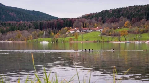 Ducks on Tegernsee (lake in Bavaria) Vidéo 325571553