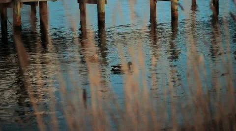 Ducks through Reeds Video stock 12522084