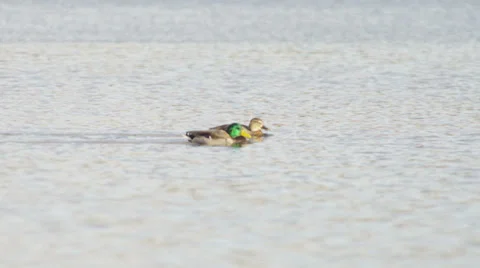 Ducks - together Stock Footage 34269106