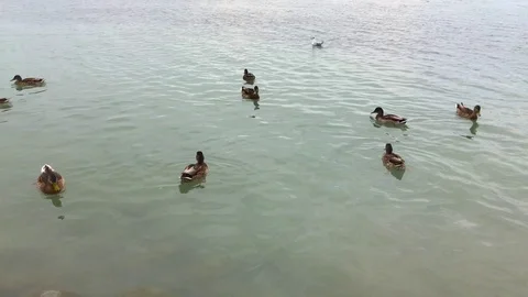 Ducks on the top of lake Balaton Stock Footage 114185693