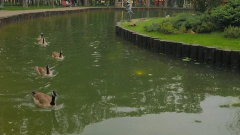 Ducks in a town pond Stock Footage 108090616