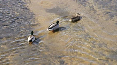 Ducks tracked from overhead swimming Stock Footage 10850473