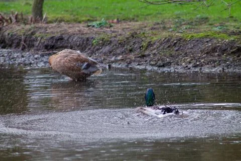 Ducks in a Tranquil Pond Stock Photos