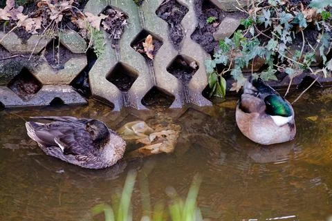 Ducks in Tranquil Water Setting Stock Photos