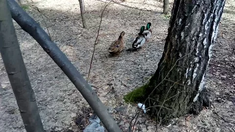 Ducks travel in the spring forest. Stock Footage 106693068