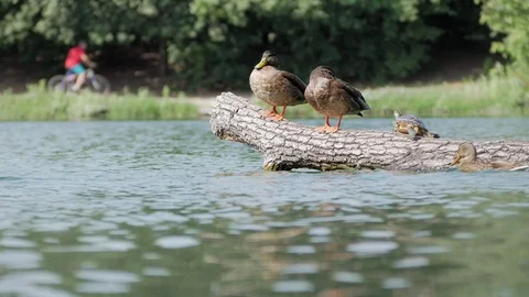 Ducks on a trunk and cyclist on the background Stock Footage 123233550