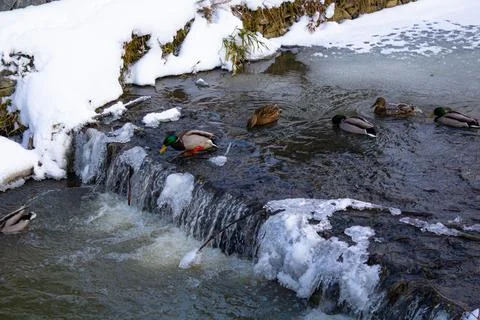 Ducks in an urban environment. Different ducks swim on the water Foto stock