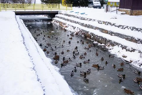Ducks in an urban environment. Different ducks swim on the water Stock Photos