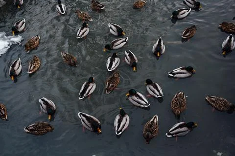 Ducks in an urban environment. Different ducks swim on the water Foto stock
