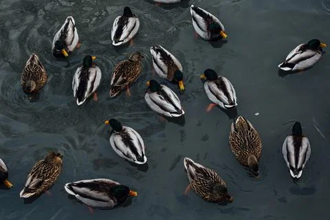 Ducks in an urban environment. Different ducks swim on the water Foto stock