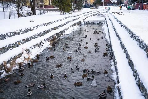 Ducks in an urban environment. Different ducks swim on the water Foto stock