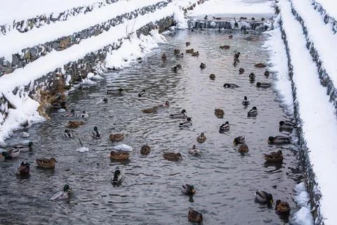 Ducks in an urban environment. Different ducks swim on the water Stock Photos
