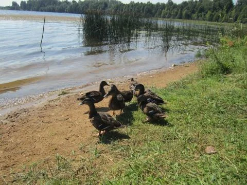 Ducks on vacation Stock Photos