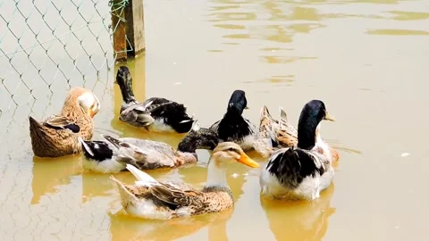 Ducks of various colors Stock Footage 315397390