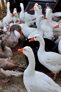 Ducks of various colors Stock Photos