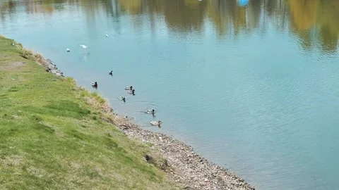 Ducks of various species are seen swimming and foraging along the riverbank in a Stock Footage 339094285