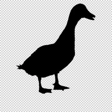 Duck's vector Stockillustratie