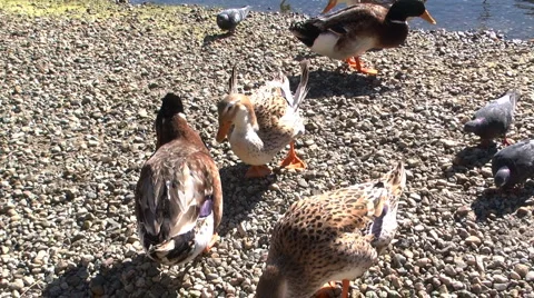 Ducks venice Stock-Footage 1265466