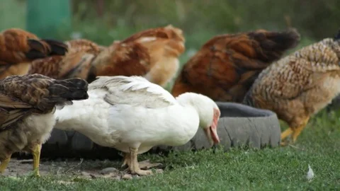 Ducks in the village 库存影片 79756868