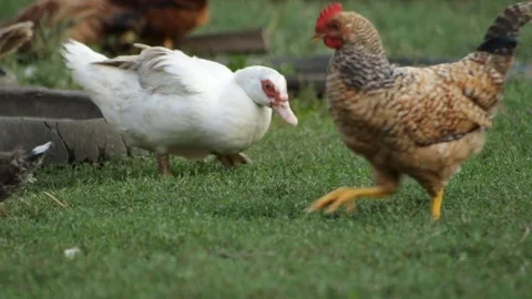 Ducks in the village 库存影片 79758251