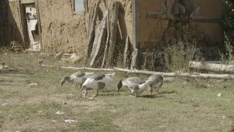 Ducks in the village Stock Footage 166706562