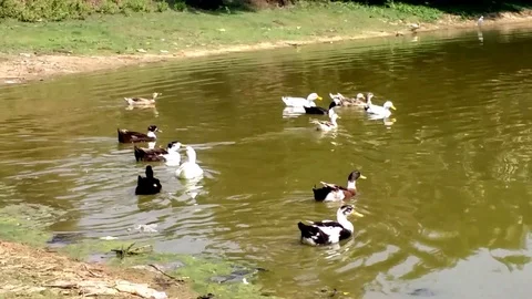 Ducks in a village pond 動画素材 108775124