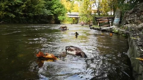 Ducks in Vilnelė, reflections Stock Footage 167794970