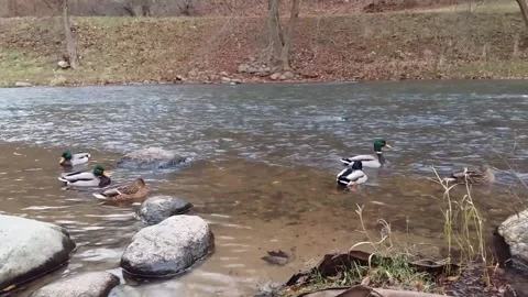 Ducks of Vilnius Stock Footage 167460161