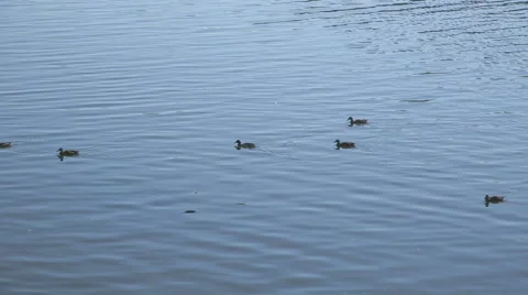Ducks on Vltava River in Prague, Czech Republic. Stock Footage 57245687