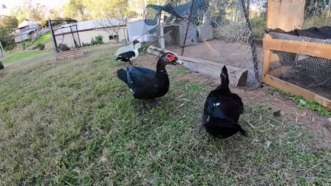 Ducks waddle into pen Stock Footage 315248753