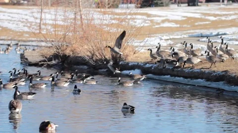 Ducks waddle into a pond Stock Footage 71766804