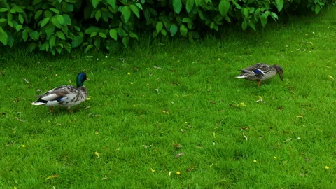 Ducks Waddling Stockbeeldmateriaal 155578643