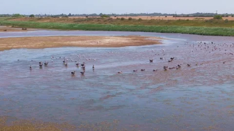 Ducks wade through shallow, murky river water. They move together, searching Stock Footage 342025407