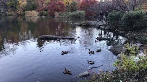 Ducks wading on Lake in Central Park Stock Footage 69861575