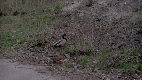 Ducks walk down the street. Stock Footage 154766914