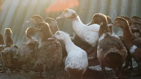 Ducks walk in the farmyard Stock Footage 131209867