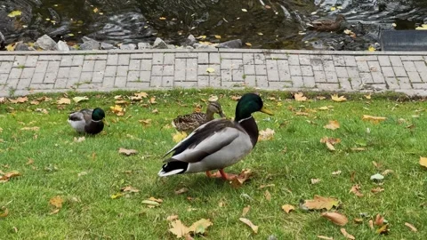 Ducks walk on the grass near the lake in autumn weather Video stock 306151237