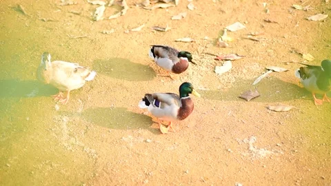 Ducks walk happily and find food Stock Footage 172028778