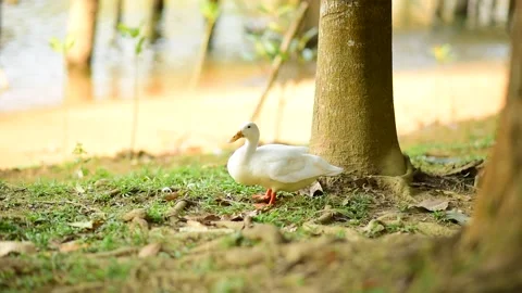 Ducks walk happily and find food Stock Footage 172028780