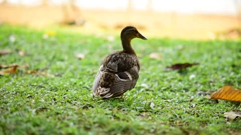 Ducks walk happily Stock Footage 172028782