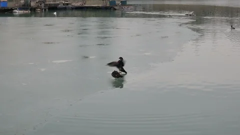 Ducks walk on ice Stock Footage 103344315