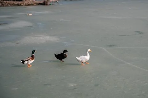 Ducks walk on ice of pond in winter Stock Photos