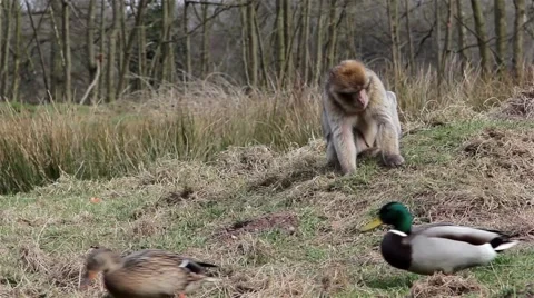 Ducks Walk Past Beautiful Monkey Eating from Ground - Barbary Macaques Stock-Footage 49049744