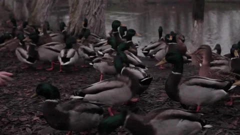 Ducks walk by the pond Stock Footage 145426930