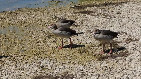 Ducks walk in slow motion. ducks on a pebble beach. ducks on the shore Stock Footage 309049843