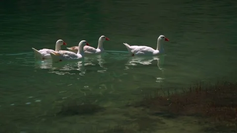 Ducks on a walk, swim. 動画素材 79995245