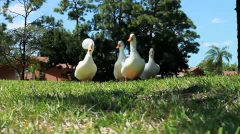Ducks walk in yard Stock Footage 10833816