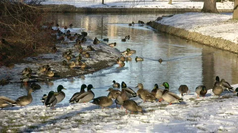 Ducks Walking 03A (High Definition) Stock Footage 359347