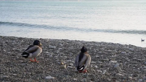 Ducks walking along the shore Stock Footage 305303201