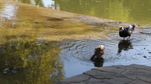 Ducks walking and drinking 库存影片 196310551